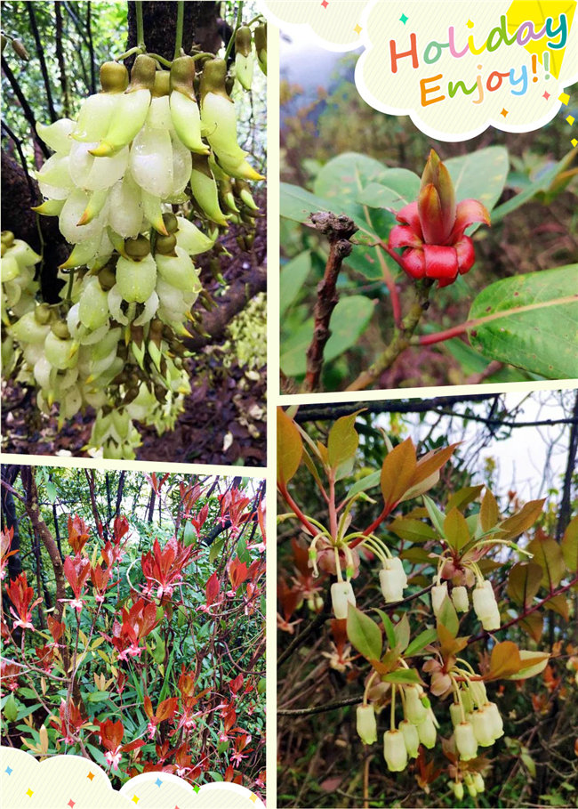 廣東博皓2020開年第一爬——鼎湖山 -2