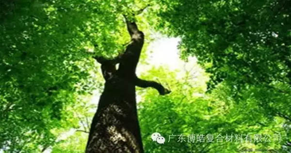 【博皓感悟】欲為大樹，莫與草爭-1